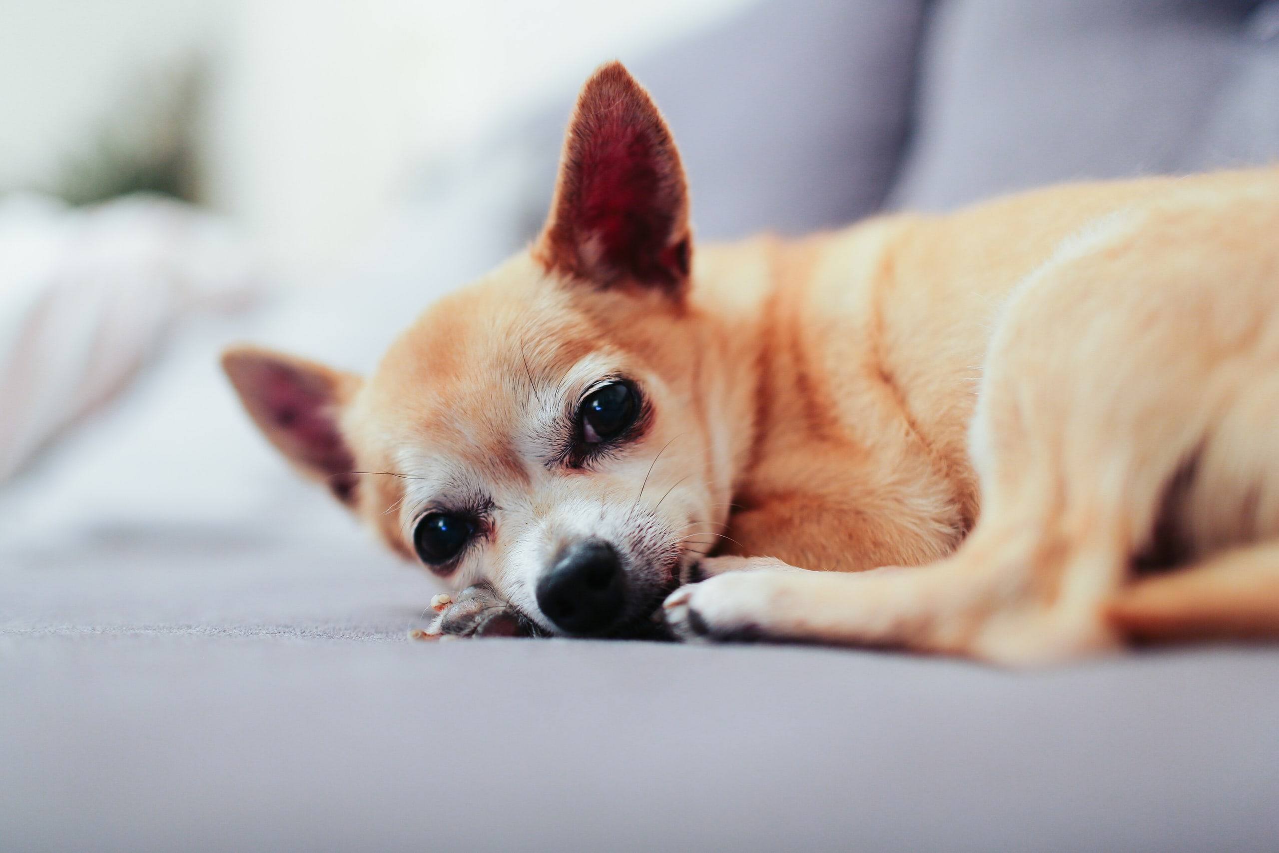 Un chihuahua fauve est allongé sur un canapé gris clair, la tête posée sur ses pattes.