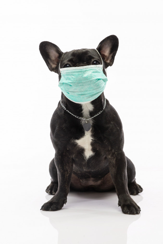 chien-dans-masque-medical-bulldog-francais-coronavirus_99004-554